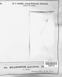 Melanconium sphaeroideum image